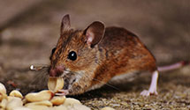 24 Hour & Emergency Exterminators in Clarksville, AR